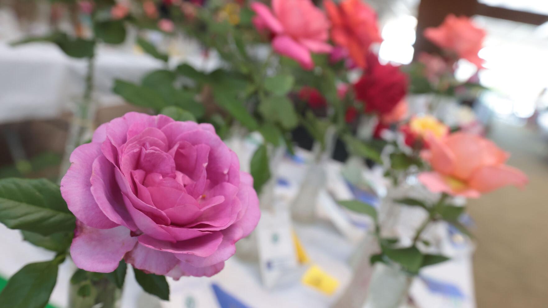 Northeast Mississippi Rose Society hosts 2024 rose show in downtown Tupelo